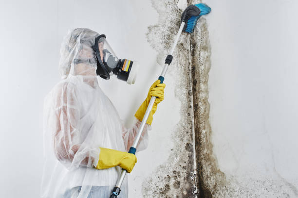 Best Local Mold Removal Service  in Three Oaks, FL