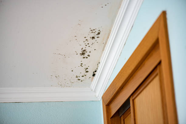 Best Toxic Mold Removal  in Three Oaks, FL