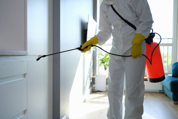 Best Fast Mold Removal  in Three Oaks, FL