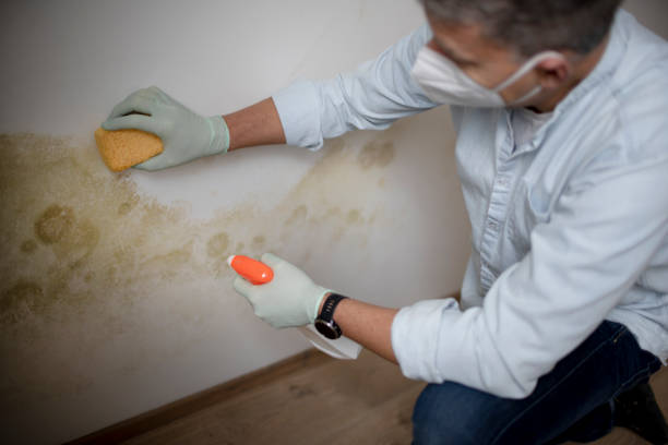 Best Commercial Mold Removal  in Three Oaks, FL