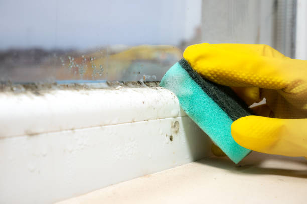 Best Office Mold Removal Services  in Three Oaks, FL