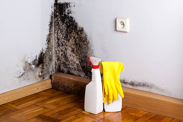 Best Crawl Space Mold Removal  in Three Oaks, FL